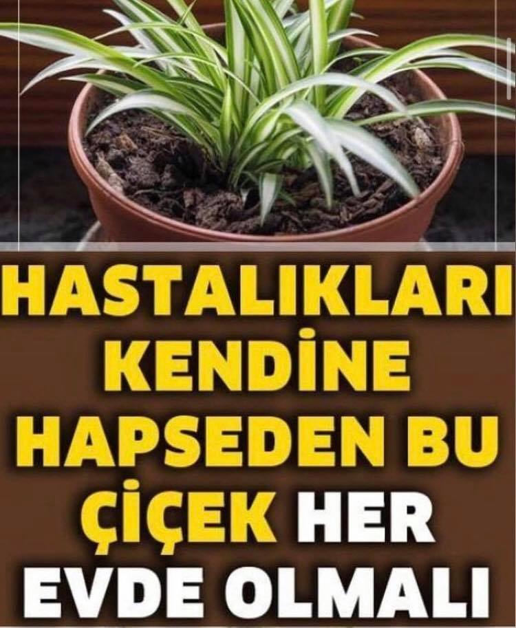  Bu Çiçekler Evdeki Oksijeni Temizleyip, Hastalıkları Kendine Hapsediyor