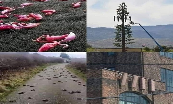 5G, Oksijenin Hemoglabine Bağlanmasına Engel Olarak Ölüme mi Neden Oluyor..