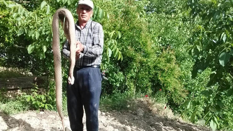 Aman Dikkat! Yılanları öldürmeden bir daha düşünün! 