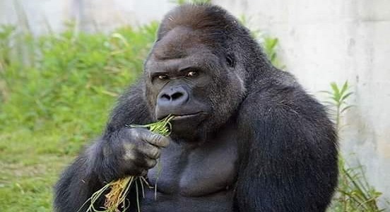 Aylardır iş bulamayan delikanlı artık önüne gelen her yere müracaat etmeye başlamıştı