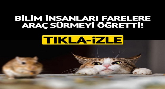 Bilim İnsanları Farelere Araba Sürmeyi Öğretti