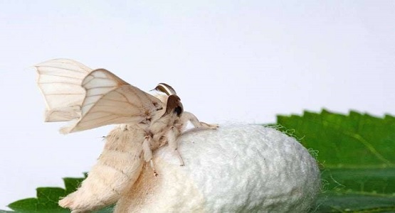 Bir gün adamın biri bir kelebek kozası buldu.