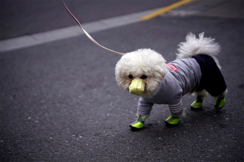 Coronavirüsü Nedeniyle İlk Kez Bir Köpek Hayatını Kaybetti