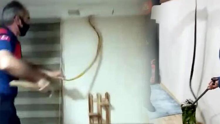 Ev Sahibi Gelen Sesler Üzerine Kartonpiyeri Açmasıyla Şok Yaşadı