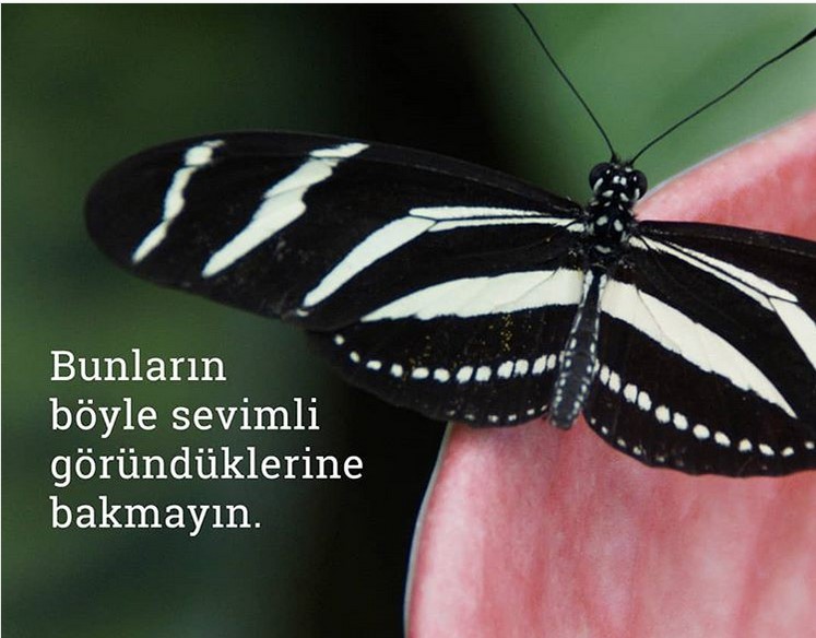 Kelebeklerin masum göründüklerine bakmayın, aslında neler yaptıklarını bir bilseniz !