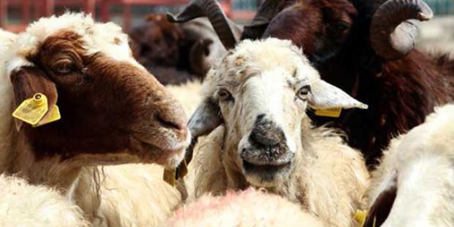 Kurban Kesimiyle İlgili Yeni Açıklama Geldi: Bu Kurallara Uymayanlara Ceza Geliyor