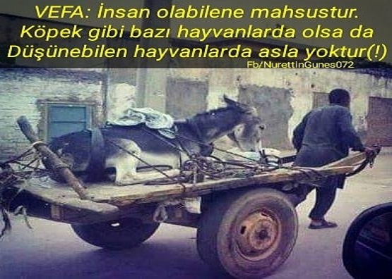 VEFA ÜZERİNE BİR KISA...