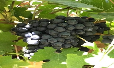 3000 YILLIK ERCİŞ ÜZÜMÜ