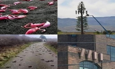 5G, Oksijenin Hemoglabine Bağlanmasına Engel Olarak Ölüme mi Neden Oluyor..