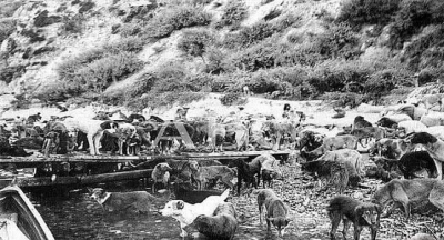 80 bin köpeğin Sivriada'da (Hayırsızada) Katliamı, 1910