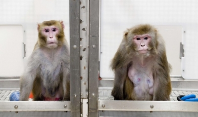 ABD Kobay Olarak Maymunları Seçti Ve Bilinçli Olarak Virüs Bulaştırdılar: Bakın 12 Saat Sonra İlaç Nasıl Bir Sonuç Verdi