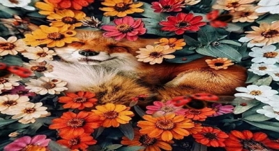 Adam, ormanda dolaşırken, çalıların arasında bir tilki görmüş