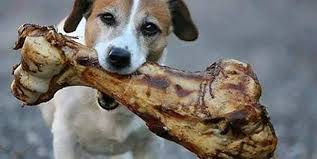 Adamın biri Afrika´da safariye çıkarken, yanına minik köpeğini de almış.