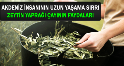 Akdeniz İnsanının Uzun Yaşama Sırrı Zeytin Yaprağı Çayının Faydaları