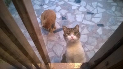 Apartmana giren kedilerden rahatsız olan apartman yöneticisi binanın ilan panosuna astığı kağıda aynen şöyle yazar;