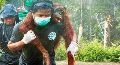 Avustralya aylardır yanıyor!