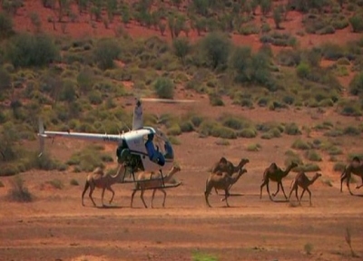 Avustralya’da büyük katliam: 10 bin deveyi ‘çok su içiyor’ diye infaz etmeye başladılar