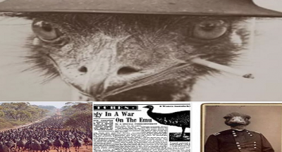 Avustralya’nın Makineli Tüfeklerle Deve Kuşlarına Yenildiği Büyük Deve Kuşu Savaşı