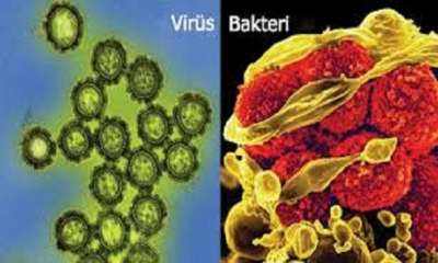 Bakteriler canlıdır. Virüs canlı değildir, ölü de değildir. 