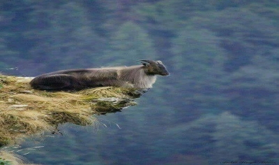 BASİT VE ETKİLİ ŞİFA TEKNİKLERİ