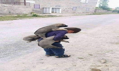 Bayan garson sinirli olduğu bir gün, pastaneye bir çocuk gelir.