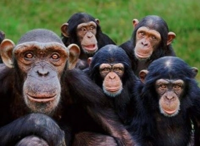 BEŞ MAYMUN HİKAYESİ