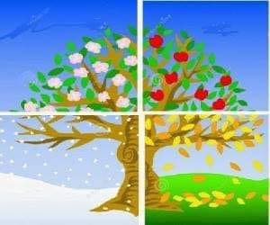 BİR AĞACIN 4 MEVSİM HİKAYESİ.