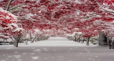 BİR AĞAÇTAN ON DERS