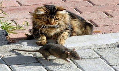 Bir padişah ile veziri aralarında tartışırlar.