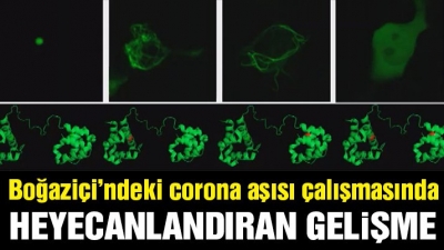 Boğaziçi Üniversitesi’nden Corona Aşısında Güzel Haber:  Hücre deneylerinde başarılı olduk!