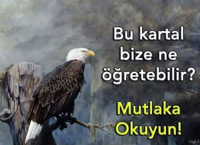 Bu Kartal Size Ne Öğretebilir
