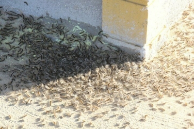 Bu Kezde 'Vampir Kelebek'ler Ortaya Çıktı: Evleri İstila Edip Vatandaşların Korkulu Rüyası Oldular