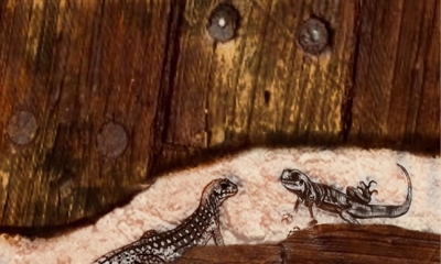 BU OLAY TAMAMEN GERÇEK BİR HİKAYEDİR!