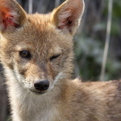 Çakalın biri aç kalınca kasabaya inmiş.