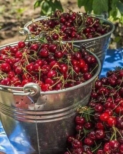 ÇEKİRDEKLERİ ÇÖP TORBASINA KOYMAYIN !!! TEMA VAKFI SESLENİYOR 