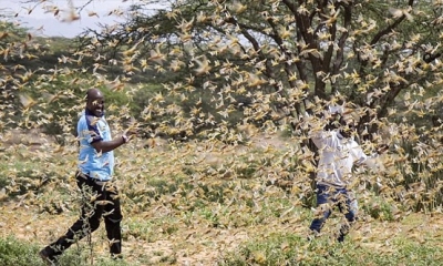 Çin'de Yeni Felaket, 400 milyar çekirge Hindistan'ı yerle bir etti etti, Çin'e doğru gidiyor!