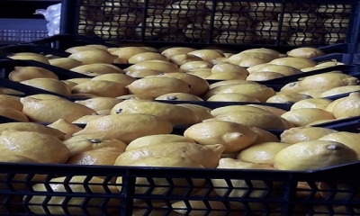 Çin'den Laila Ahmadi, Zanjan Üniversitesi Tıp Bilimleri Fakültesi öğrencisi.