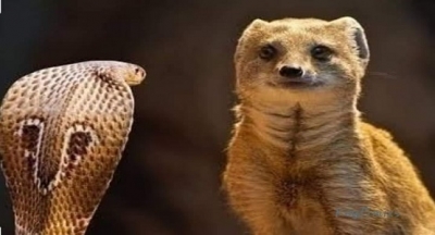 Çocukları olmayan evli bir çift, hergün olduğu gibi yine tarlaya çalışmaya gitmişler.