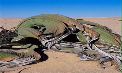 Çöl Bitkisi: Welwitschia