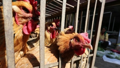 Corona Bitmeden Sınır Komşumuzda Yeni Salgın Patlak Verdi