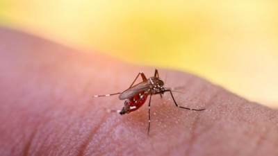 Corona virüsü bitti derken yeni salgın yayılmaya başladı, Bu kezde Deng humması paniği 