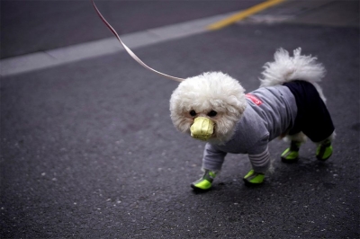 Coronavirüsü Nedeniyle İlk Kez Bir Köpek Hayatını Kaybetti