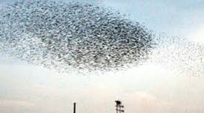 DEPREM ÖNCESİ BELİRTİLER: MUTLAKA BU BELİRTİLERİ BİLMELİSİNİZ