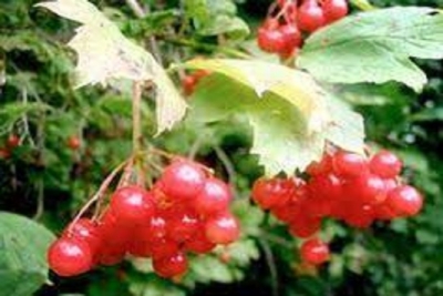 DERDİNİN ÇARESİ ONDA