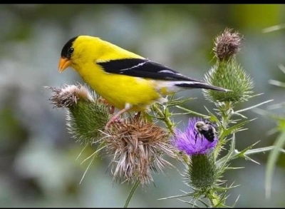 DEVEDİKENİ: HIRS, İHTİRAS SÖZCÜKLERİNİN KÖKENİNE SEBEP OLAN BİTKİ.