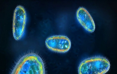 Dikkat! Beyin yiyen amipin hangi alanlardan bulaştığı belli oldu 