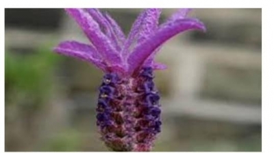 DOĞANIN NİMETLERİ