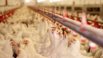 Doktordan felaket kümes hayvanları uyarısı: Nüfusun yarısını öldürür