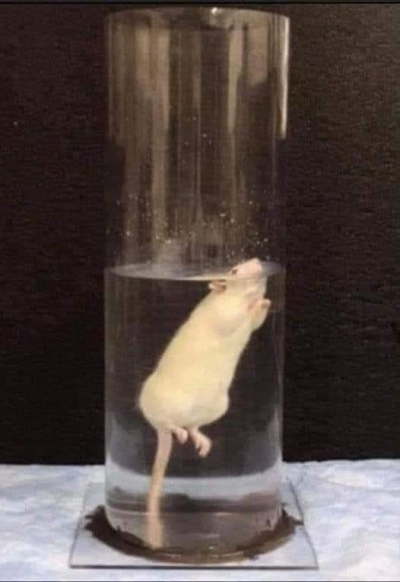 Dr. Kurt Richter ve ekibi suda ne kadar dayanabileceklerini kontrol etmek için fareleri suya bırakıyor.