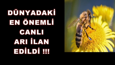 Dünyadaki En Önemli Canlı, Arı İlan Edildi